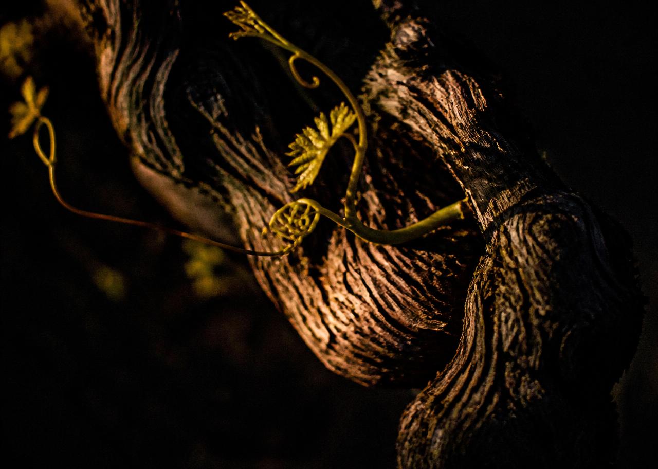 An old grapevine branch with new green growth